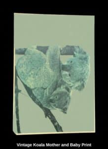 Vintage-Koala-Mother-and-Baby-Print-2