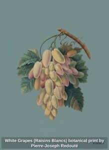 White-Grapes-Raisins-Blancs-botanical-print-by-Pierre-Joseph-Redout-second-image