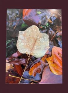 Autumn-Leaf-with-Raindrops-Photograph