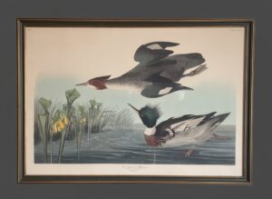 John-James-Audubon-Red-Breasted-Merganser-Havell-Engraving-Plate-CCCCI
