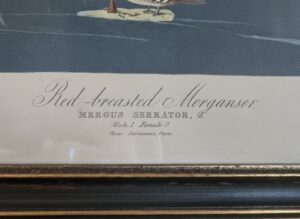 John-James-Audubon-Red-breasted-Merganser-Print-B