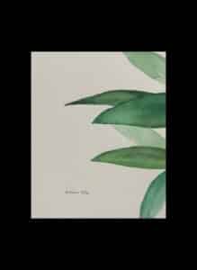 Botanical-Watercolor-Painting-Rubrum-Lily-3