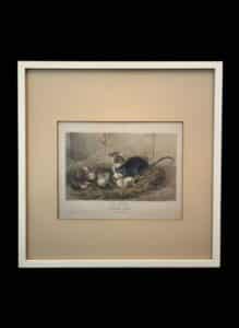John-James-Audubon-Black-Rat-Print-3