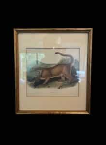 John-Woodhouse-Audubon-The-Cougar-Male-Lithograph-3