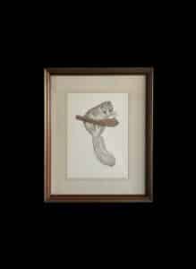 Vintage-Framed-Flying-Squirrel-Etching-3