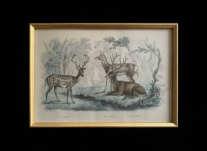 th-Century-French-Natural-History-Deer-Engraving-3