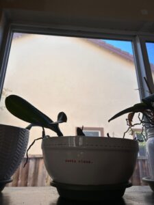 IMG_7591