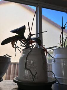 IMG_7592