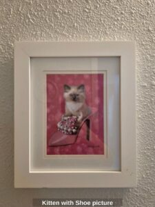 Kitten-with-Shoe-picture