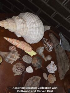 Assorted-Seashell-Collection-with-Driftwood-and-Carved-Bird
