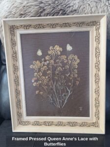 Framed-Pressed-Queen-Annes-Lace-with-Butterflies