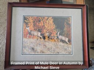 Framed-Print-of-Mule-Deer-in-Autumn-by-Michael-Sieve