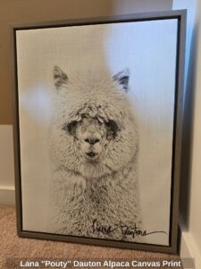 Lana-Pouty-Dauton-Alpaca-Canvas-Print