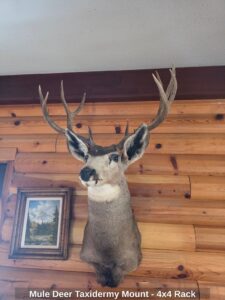Mule-Deer-Taxidermy-Mount-x-Rack