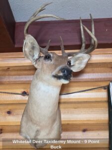 Whitetail-Deer-Taxidermy-Mount-Point-Buck