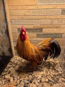 Decorative-Rooster-Figurine