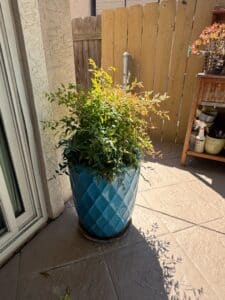 Nandina-Gulf-Stream-Heavenly-Bamboo-in-Diamond-Patterned-Ceramic-Planter