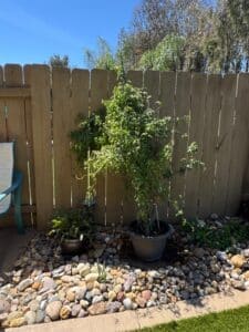 Outdoor-Potted-Jasmine-Plant