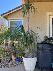 Ponytail-Palm-Beaucarnea-recurvata