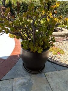 Crassula-Ovata-Jade-Tree-Bonsai-or-Money-Tree