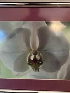 Framed-Orchid-Photograph-second-image