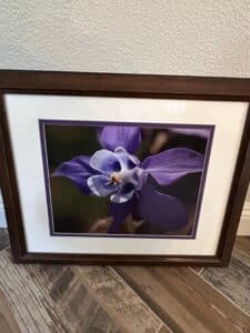 Framed-Photograph-of-a-Purple-Columbine-Flower-by-Danielle