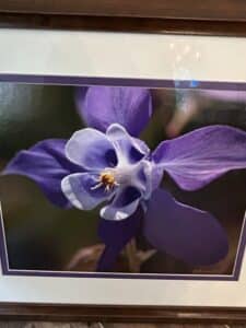 Framed-Photograph-of-a-Purple-Columbine-Flower-by-Danielle-second-image