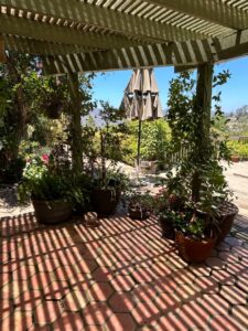 Assorted-Patio-Planters-Potted-Plants-and-Garden-Ornaments