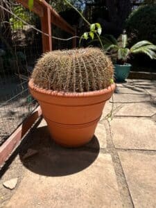 Mature-Golden-Barrel-Cactus-Echinocactus-grusonii