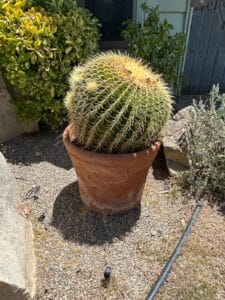 Mature-Golden-Barrel-Cactus-Echinocactus-grusonii-in-Terracotta-Pot