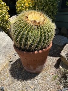 Mature-Golden-Barrel-Cactus-Echinocactus-grusonii-in-Terracotta-Pot-second-image