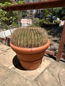 Mature-Golden-Barrel-Cactus-Echinocactus-grusonii-second-image