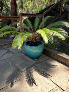 Sago-Palm-Cycas-revoluta-in-Large-Glazed-Ceramic-Planter
