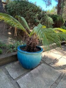 Sago-Palm-Cycas-revoluta-in-Large-Glazed-Ceramic-Planter-second-image