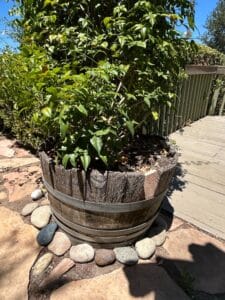 Vintage-Reclaimed-Oak-Wine-Barrel-Planter-second-image