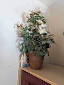 PXL_20260317_200116860