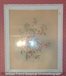 Antique-French-Botanical-Chromolithograph