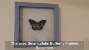 Charaxes-Smaragdalis-Butterfly-Framed-Specimen
