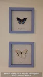 Framed-Butterflies-Charaxes-Smaragdalis-and-Salamis-Parhassus