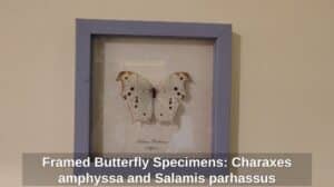 Framed-Butterfly-Specimens-Charaxes-amphyssa-and-Salamis-parhassus