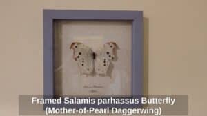 Framed-Salamis-parhassus-Butterfly-Mother-of-Pearl-Daggerwing