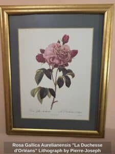 Rosa-Gallica-Aurelianensis-La-Duchesse-dOrlans-Lithograph-by-Pierre-Joseph-Redout
