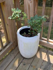 Textured-White-Ceramic-Planter-with-Rose-Bush