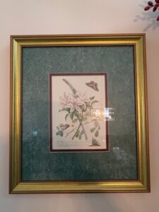 Set-of-Botanical-and-Butterfly-Prints-after-Pierre-Joseph-Redout-fifth-image