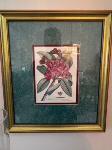 Set-of-Botanical-and-Butterfly-Prints-after-Pierre-Joseph-Redout-fourth-image