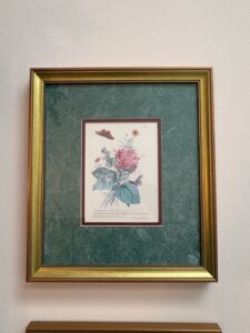 Set-of-Botanical-and-Butterfly-Prints-after-Pierre-Joseph-Redout-third-image