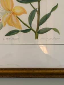 Lily-Testaceum-Watercolor-Painting-by-Arthur-Davison-second-image