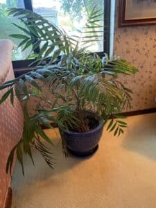 Parlor-Palm-in-Decorative-Blue-Ceramic-Pot