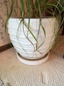 White-Ceramic-Textured-Planter-with-Ponytail-Palm