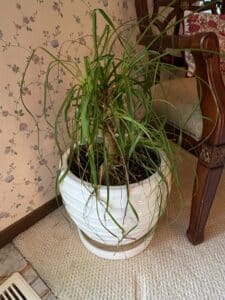 White-Ceramic-Textured-Planter-with-Ponytail-Palm-second-image